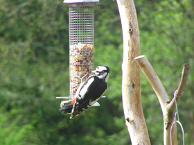 birds in west freuchies